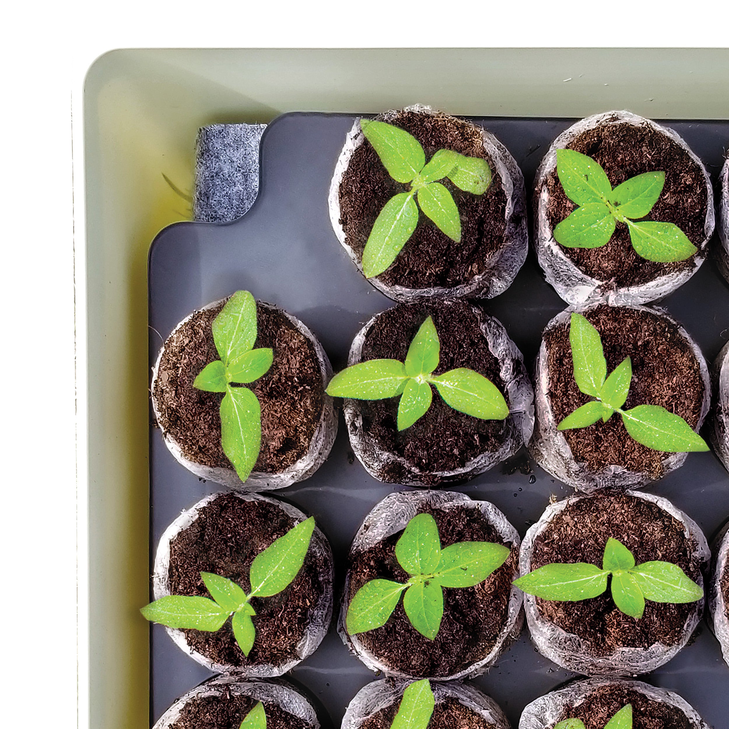 Jiffy Self Watering Greenhouse Top Down View with Young Seedlings Growing